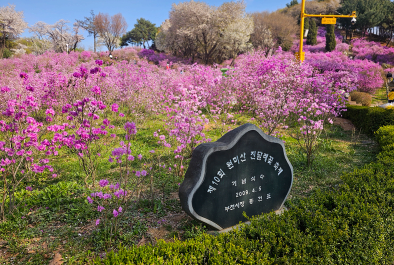 [3,4월 축제]원미산 진달래축제❘진달래 동산 3월, 4월 방문 후기