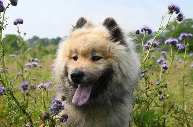 반려견 관련 사진