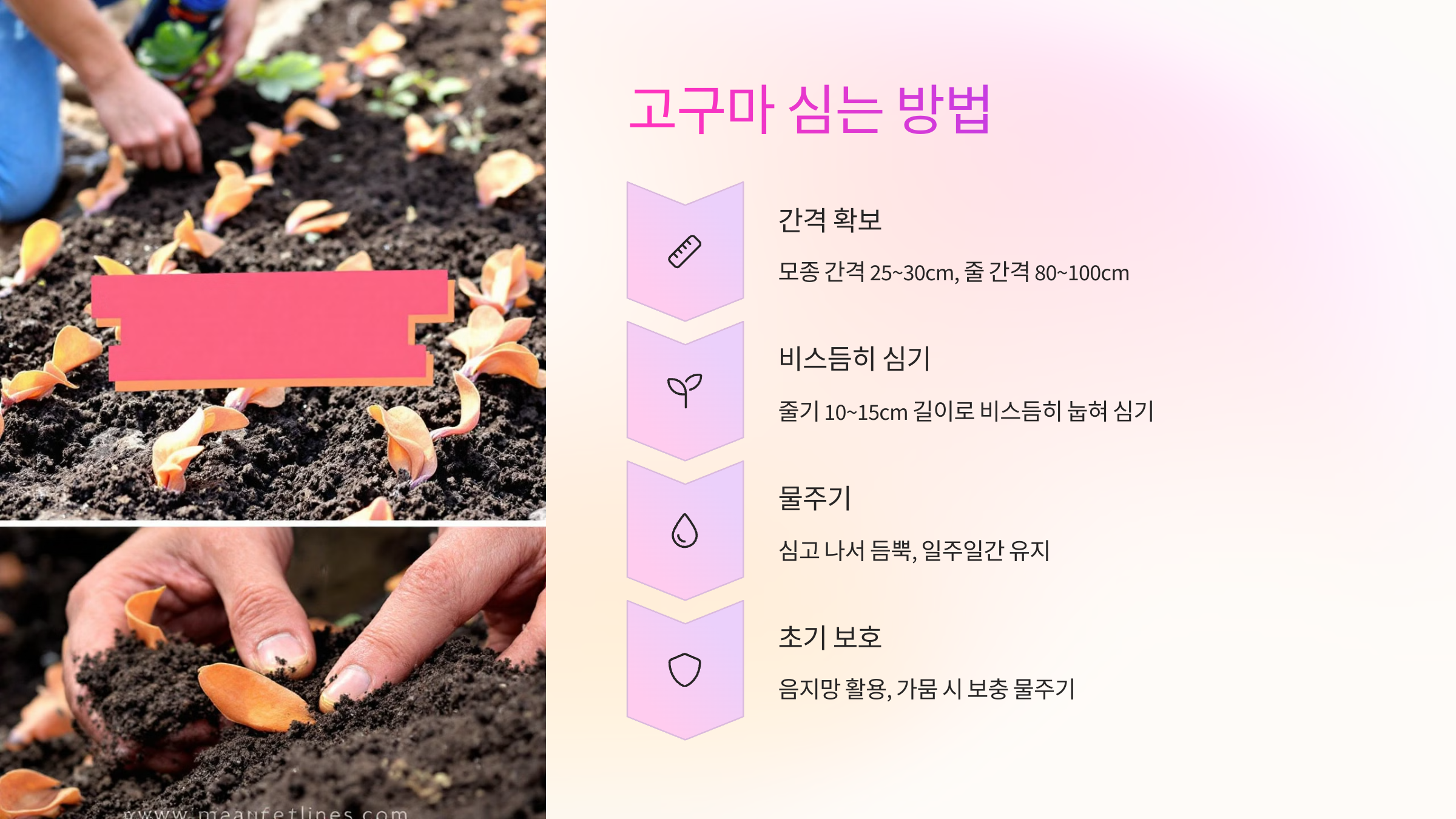 🪴 고구마 심는 방법 자세히 알아보기