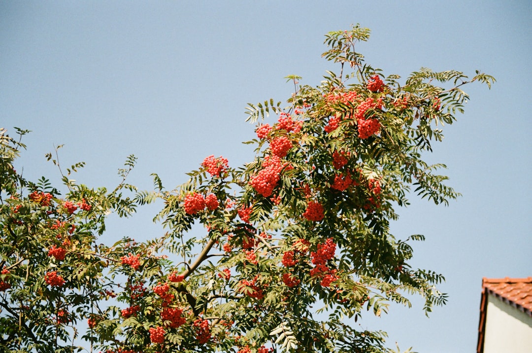 Cornelian cherry