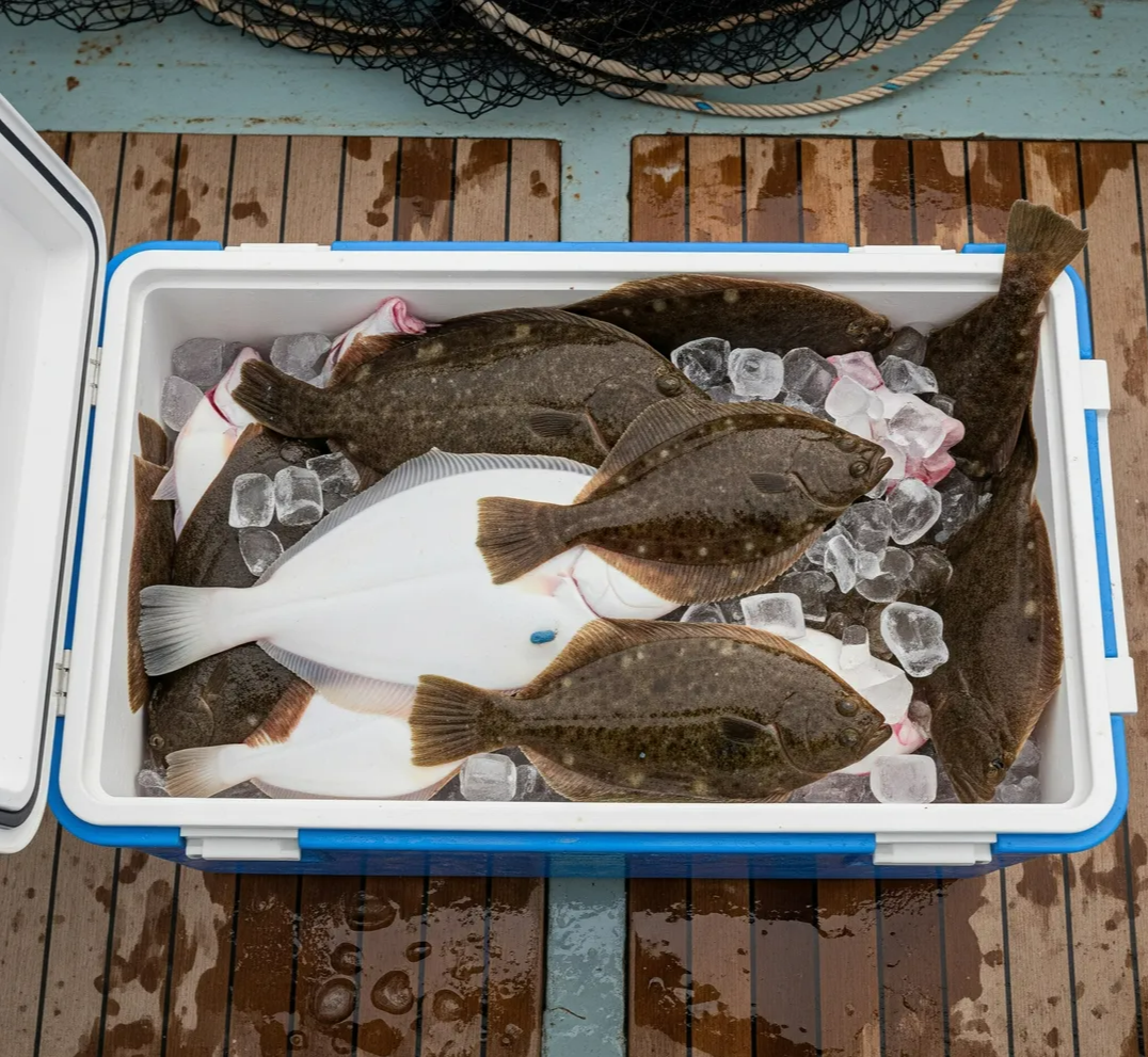 아이스박스에 담긴 광어와 얼음