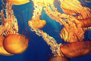 해파리 쏘임 대처방법