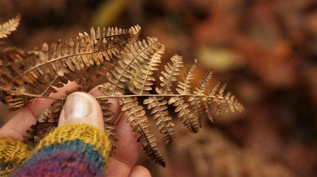 고사리 실내 정원 마음치유를 위한 녹색 공간의 가치