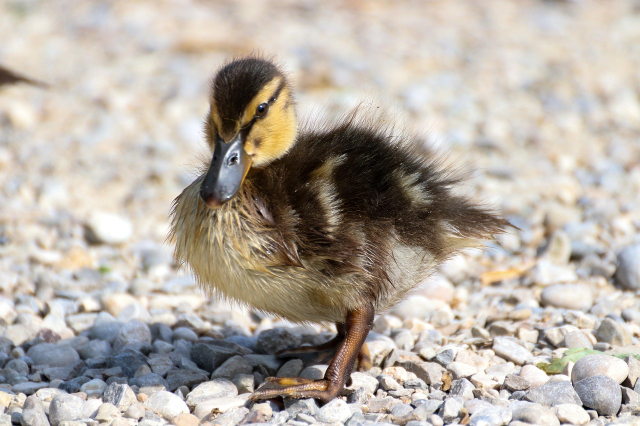보청기 국가보조금 지원