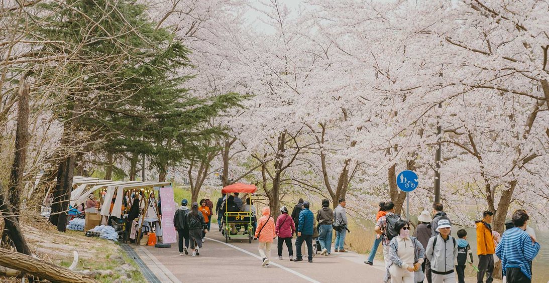 2026 벚꽃 개화시기