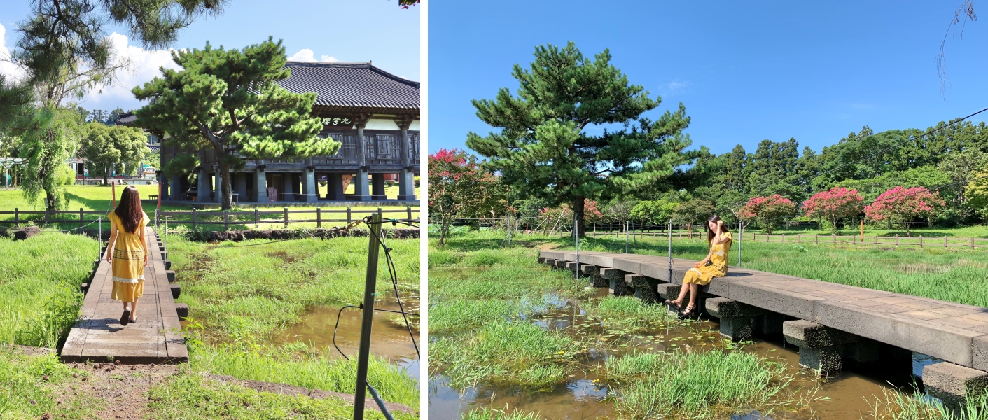제주도 배롱나무