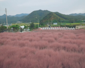 고창 핑크뮬리 축제_17