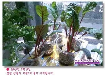 적근대 재배 씨 뿌림 솎음 수확 색 유지_10