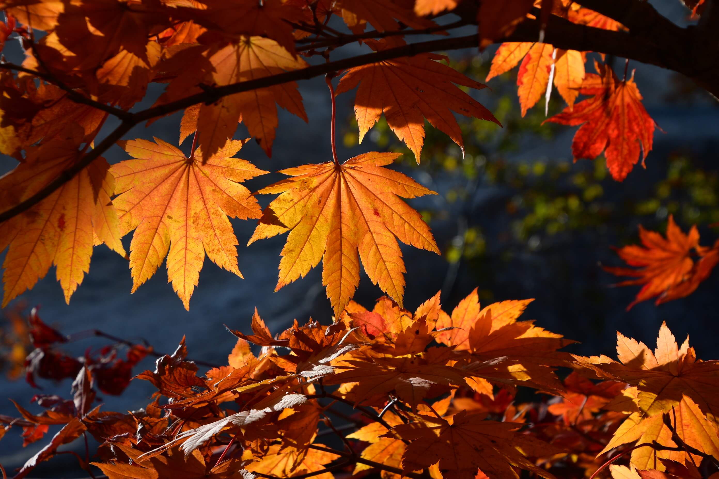 전국 단풍명소, 절정시기