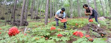 거창 산양삼축제와 함께하는 거창한 전국 가요제