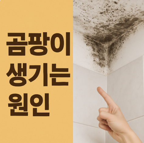 곰팡이 생기는 원인