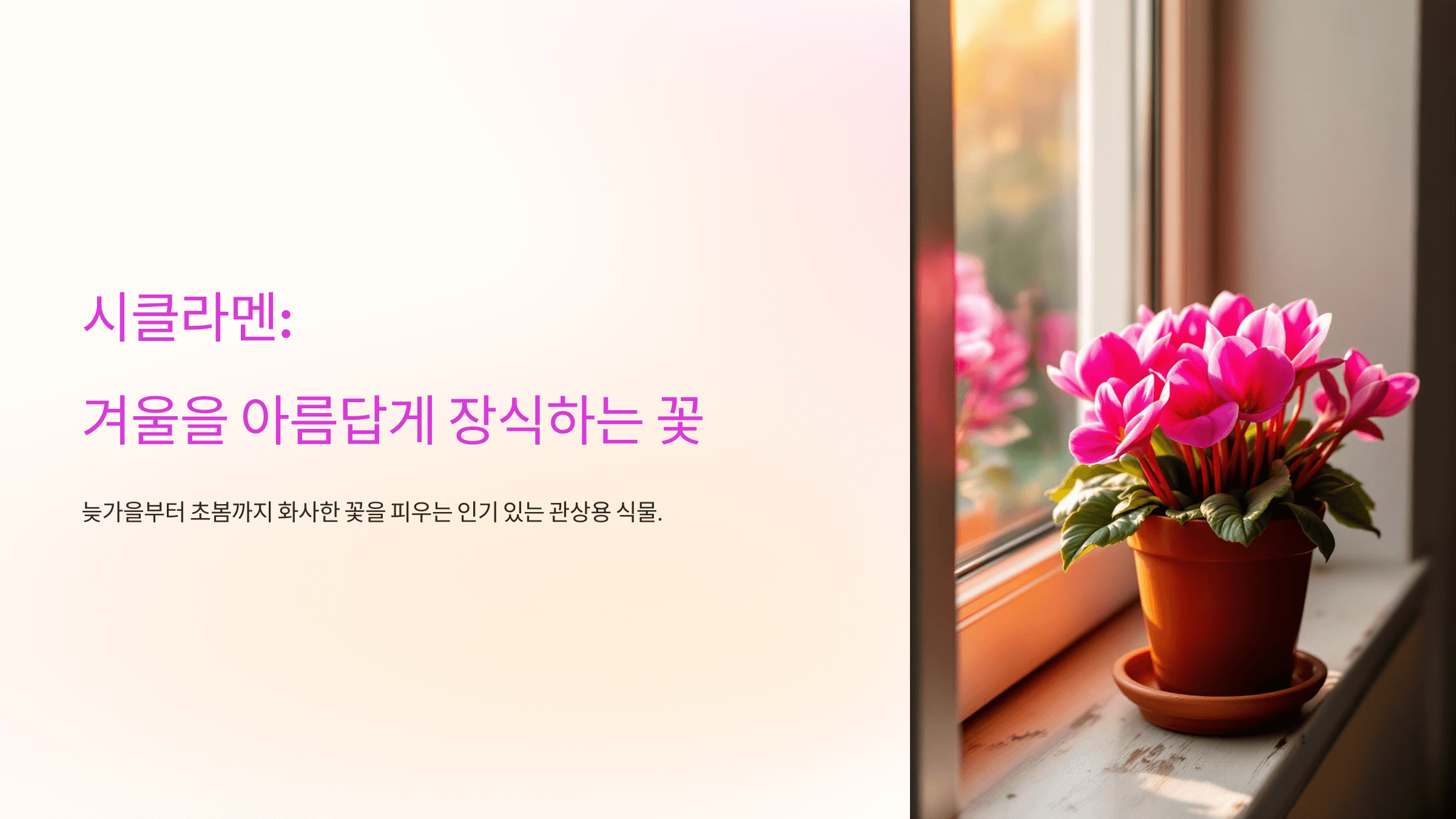 시클라멘 사진입니다.