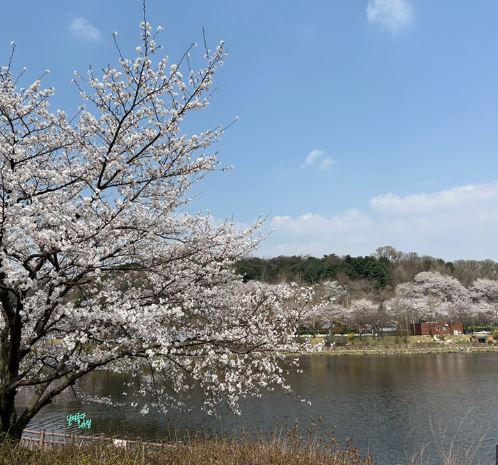 안산 벚꽃