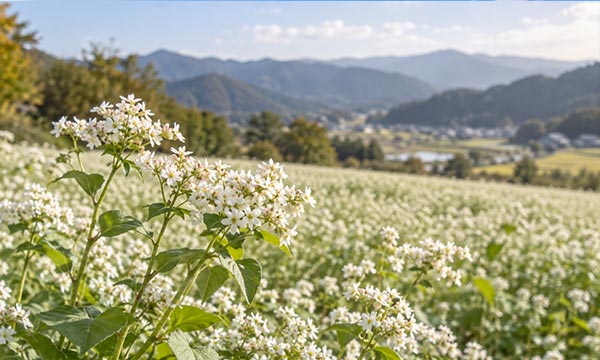 평창 봉평 메밀꽃 예제 이미지