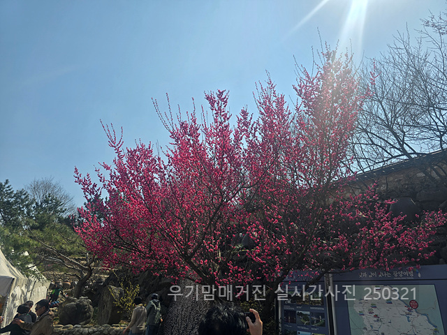 광양매화축제 실시간
