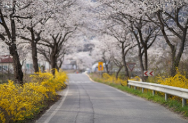 2025 벚꽃 개화시기