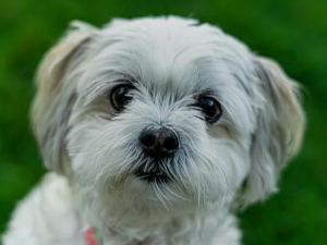 강아지 꿈 해몽