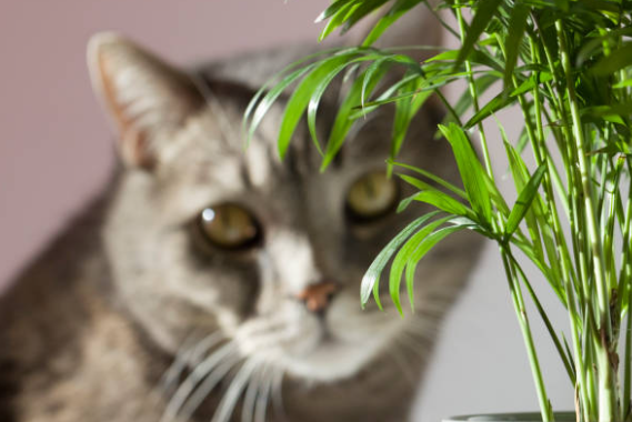 테이블야자 공기정화