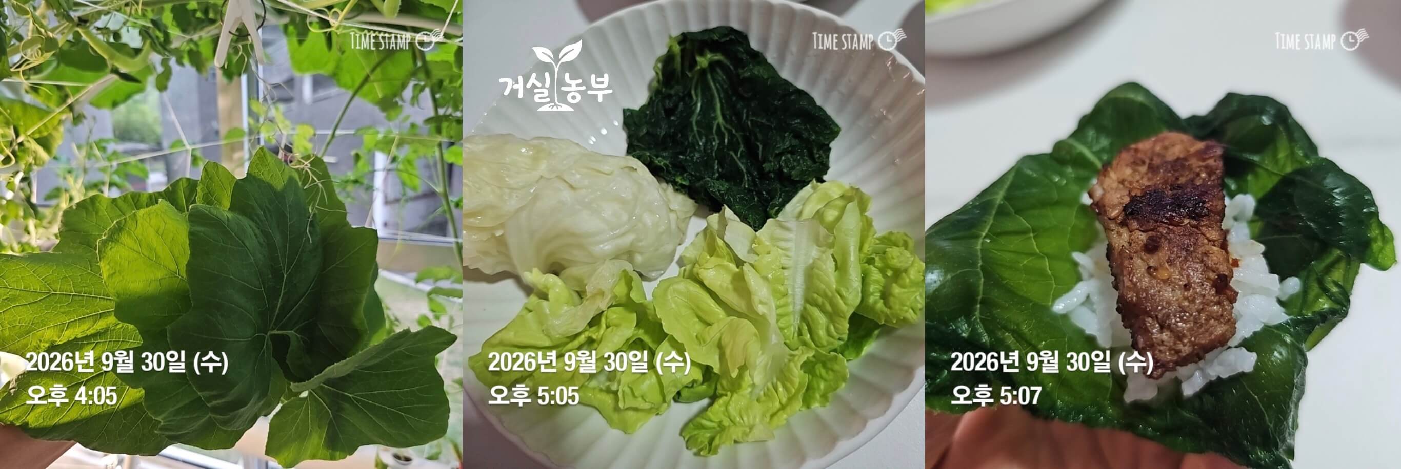 직접 키운 수경재배 단호박 잎을 쪄서 준비한 호박잎에 밥과 고기를 올린 호박잎쌈