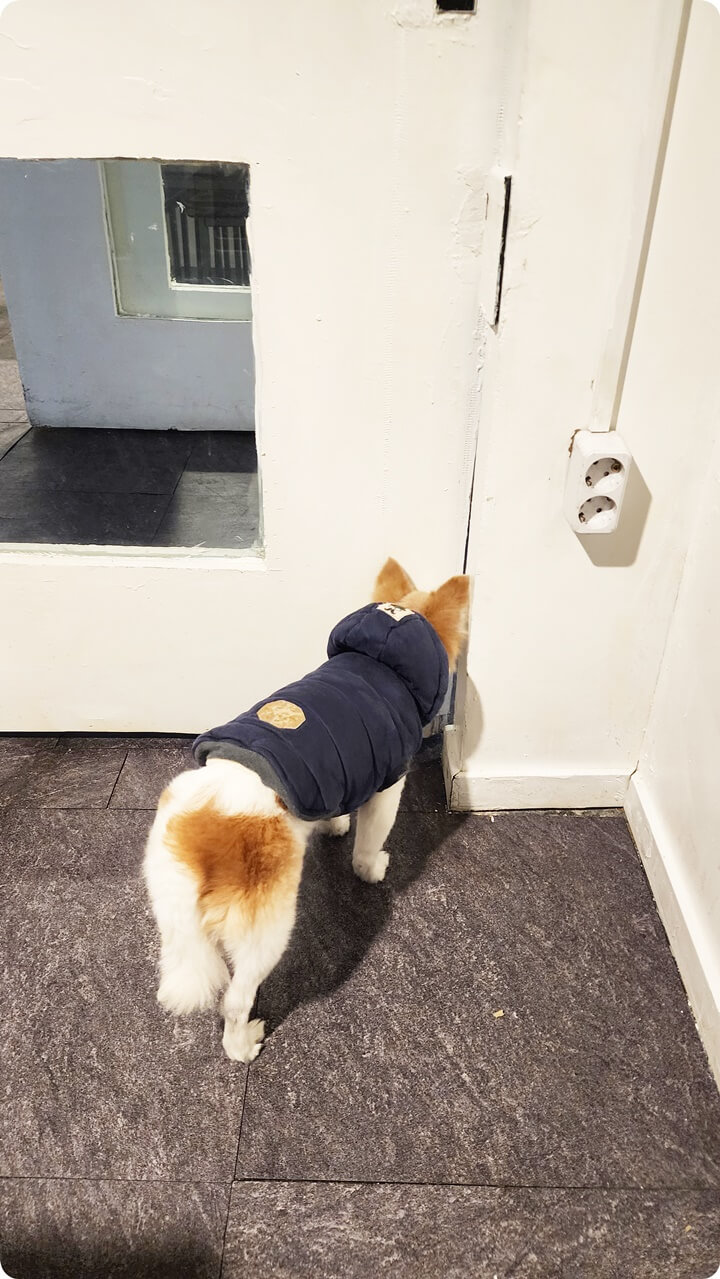 코트를 입고 문을 보고 있는 강아지