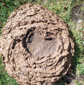 똥과 관련된 꿈종류