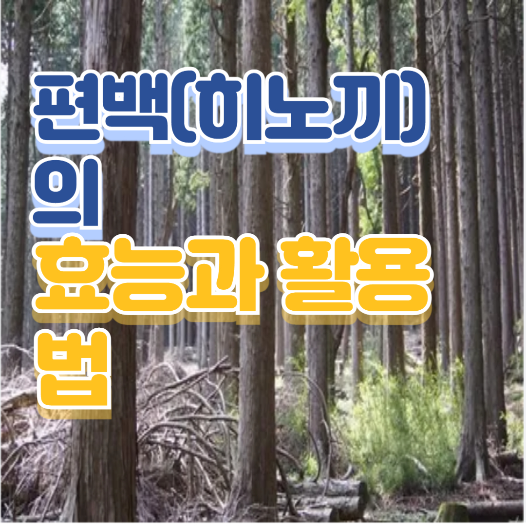 편백(히노끼)의 효능과 활용법