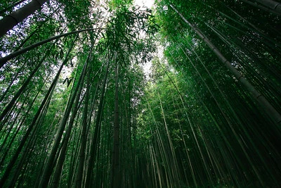 5월-국내-여행지-추천-담양