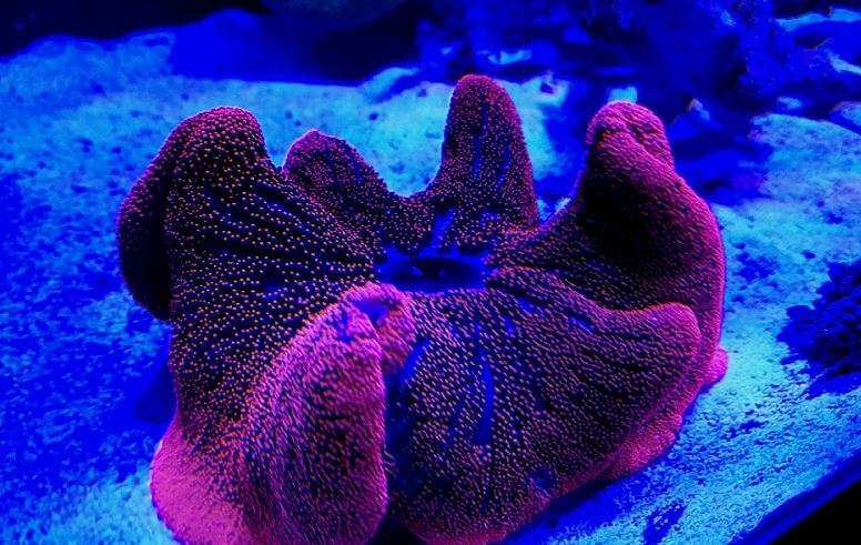 말미잘의종류 사육방법