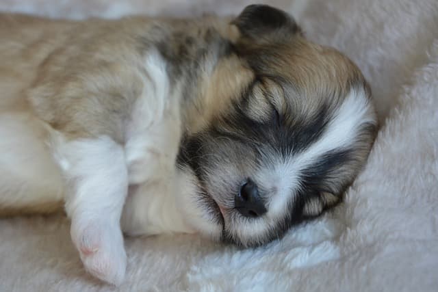 canine atopic dermatitis