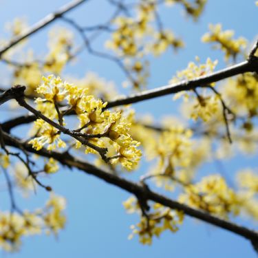 이천 산수유축제