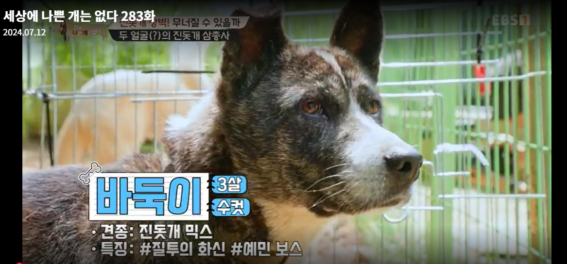 설채현-세상에나쁜개는없다-세나개-283화-진돗개장벽-재방송