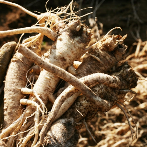 도라지 효능ㅣ도라지 부작용ㅣ도라지 섭취법 활용법