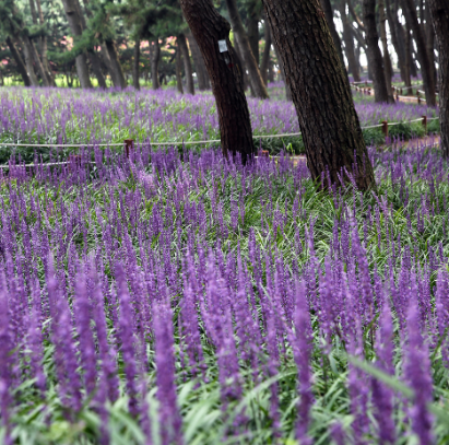 제3회 장항 맥문동 꽃축제