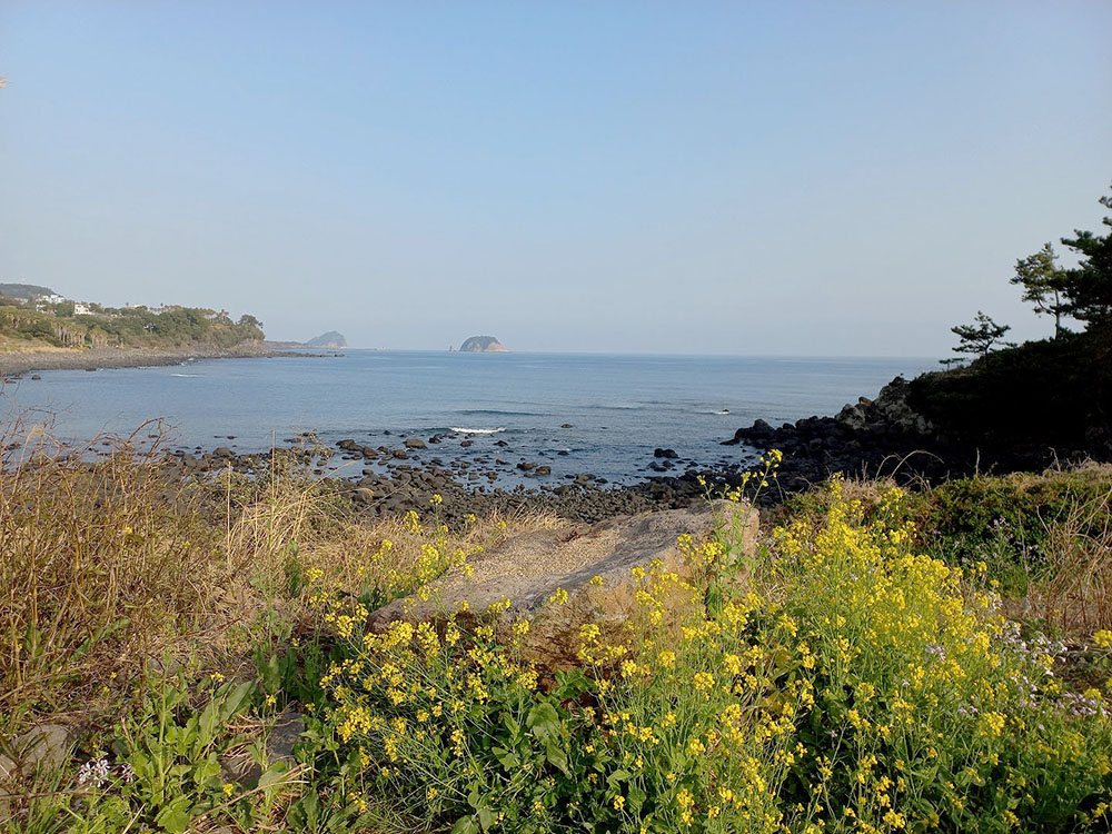 서귀포 바닷가 유채꽃(Rapeseed)