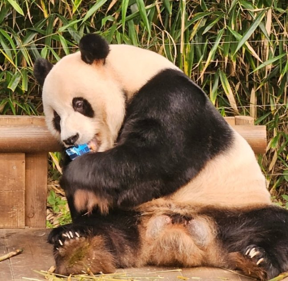 지난 26일 관람객이 떨어뜨린 장난감을 입에 넣은 에버랜드 판다 러바오의 모습. [사진=네이버 카페 '주토피아']