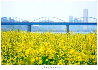 서래섬 유채꽃 축제 2025 서울 봄꽃 명소_6