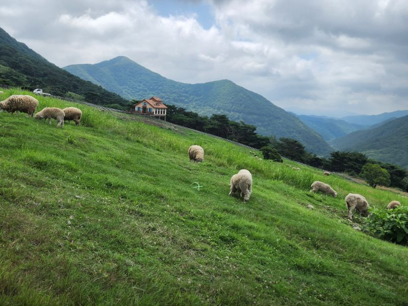 무등산양떼목장