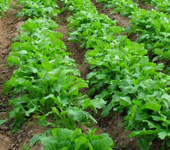 알타리심는시기 봄 가을 김장 총각무 파종 수확 시기 키우기 재배 방법3