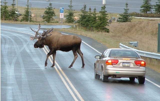 지록위마 뜻, 指鹿爲馬 유래 5