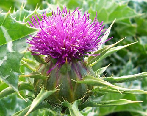 간영양제-추천-밀크시슬-효과