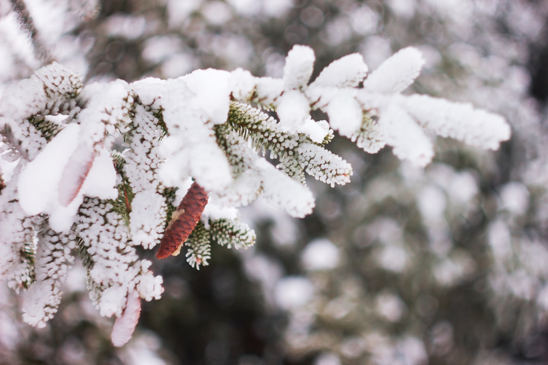 Freeze