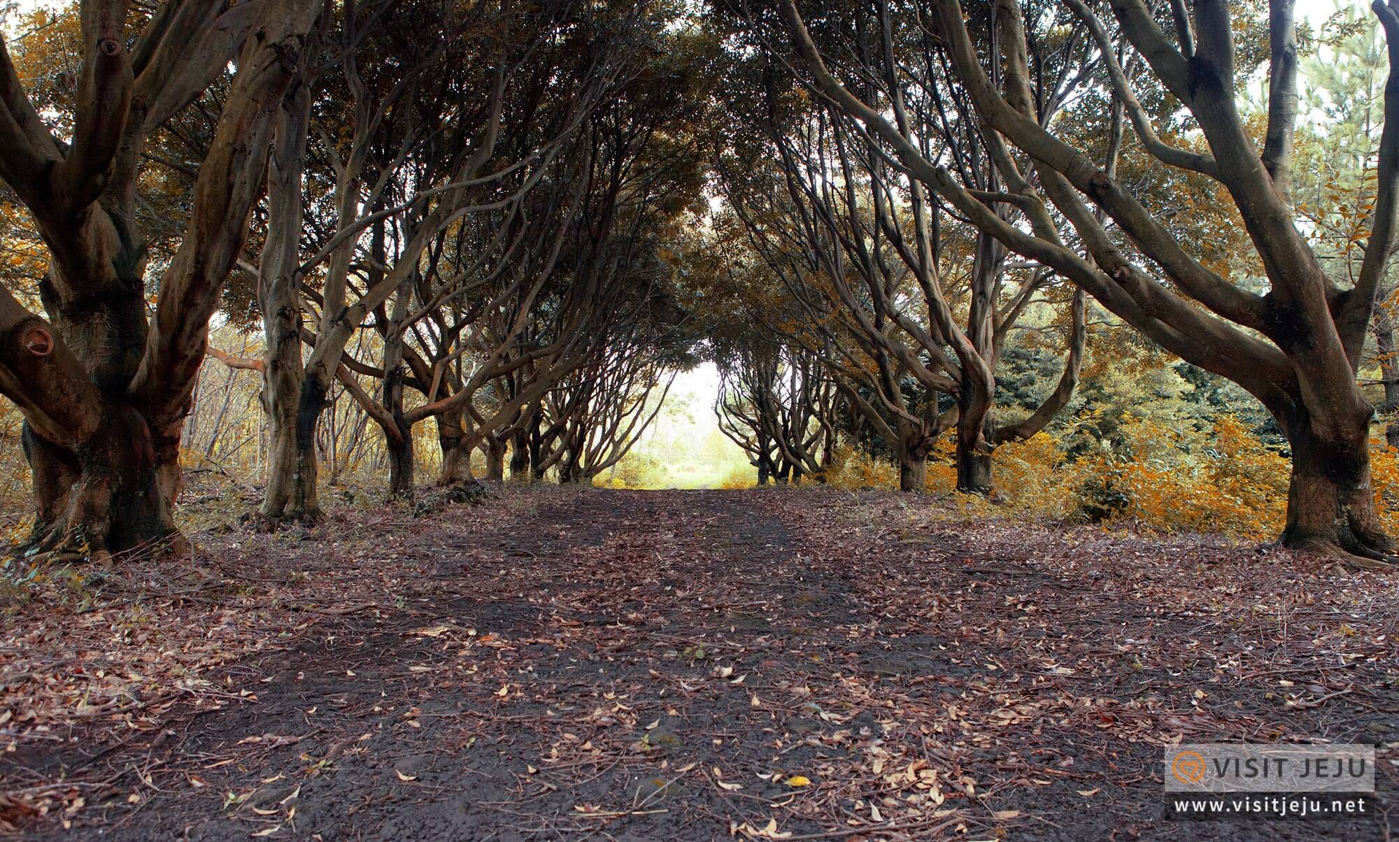 제주도 촬영지 덕천리 팔자 좋아 길