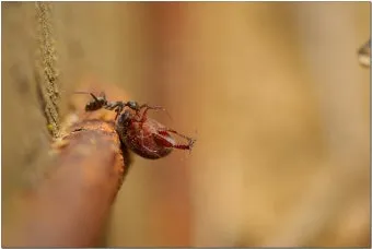 곤충 종류와 특징 생김새 습성 먹이 요약 정리_19