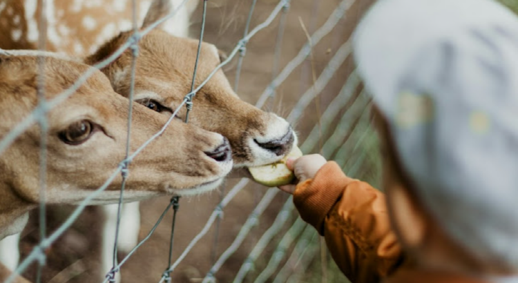 피나클랜드 수목원