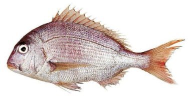 항암치료 중 좋은 음식