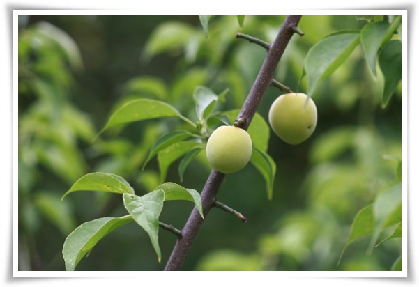텃밭 "6월, 매실 수확하세요!" 초록빛 활력의 싱그러운 여름의 맛 매실!
