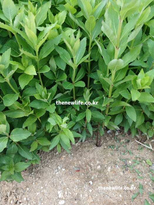 도라지 효능을 살린 요리 활용 예시와 영양 가치가 높은 뿌리 실물