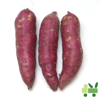 고구마 삶는법 맛있게 황금레시피 효능 칼로리_9