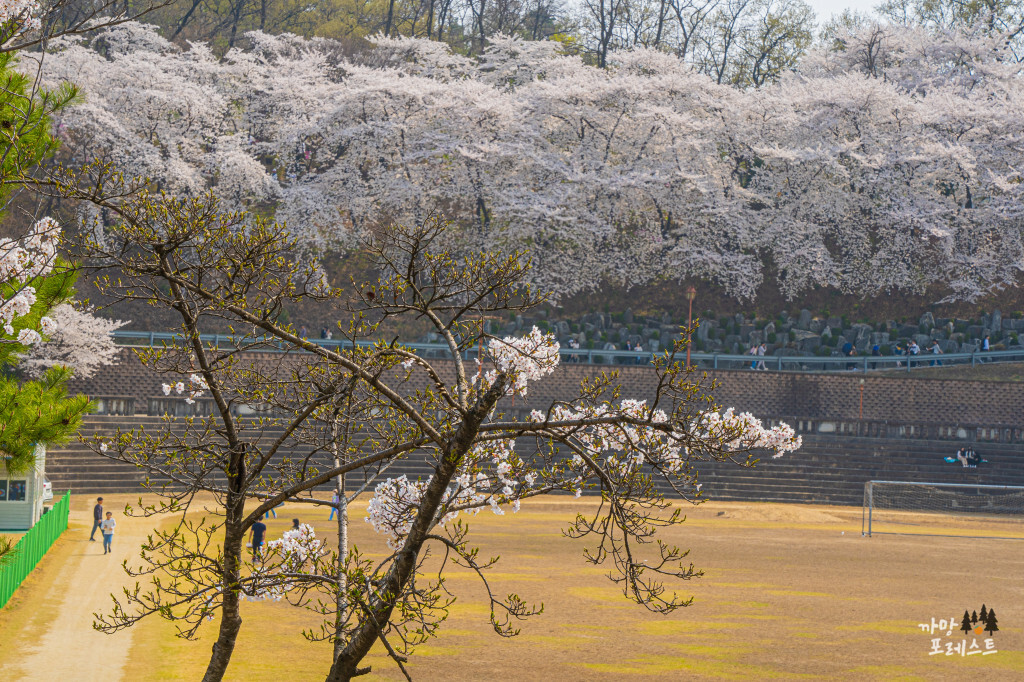 경희대 국제 캠퍼스 벚꽃