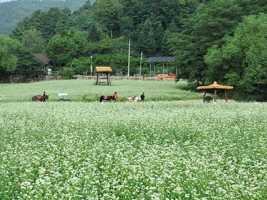 평창 효석문화제 행사장, 하얀 메밀꽃이 만개한 들판과 전통 정자, 당나귀 체험 모습